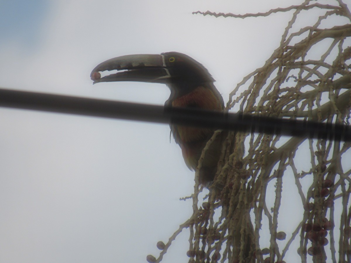 Collared Aracari - ML325167571