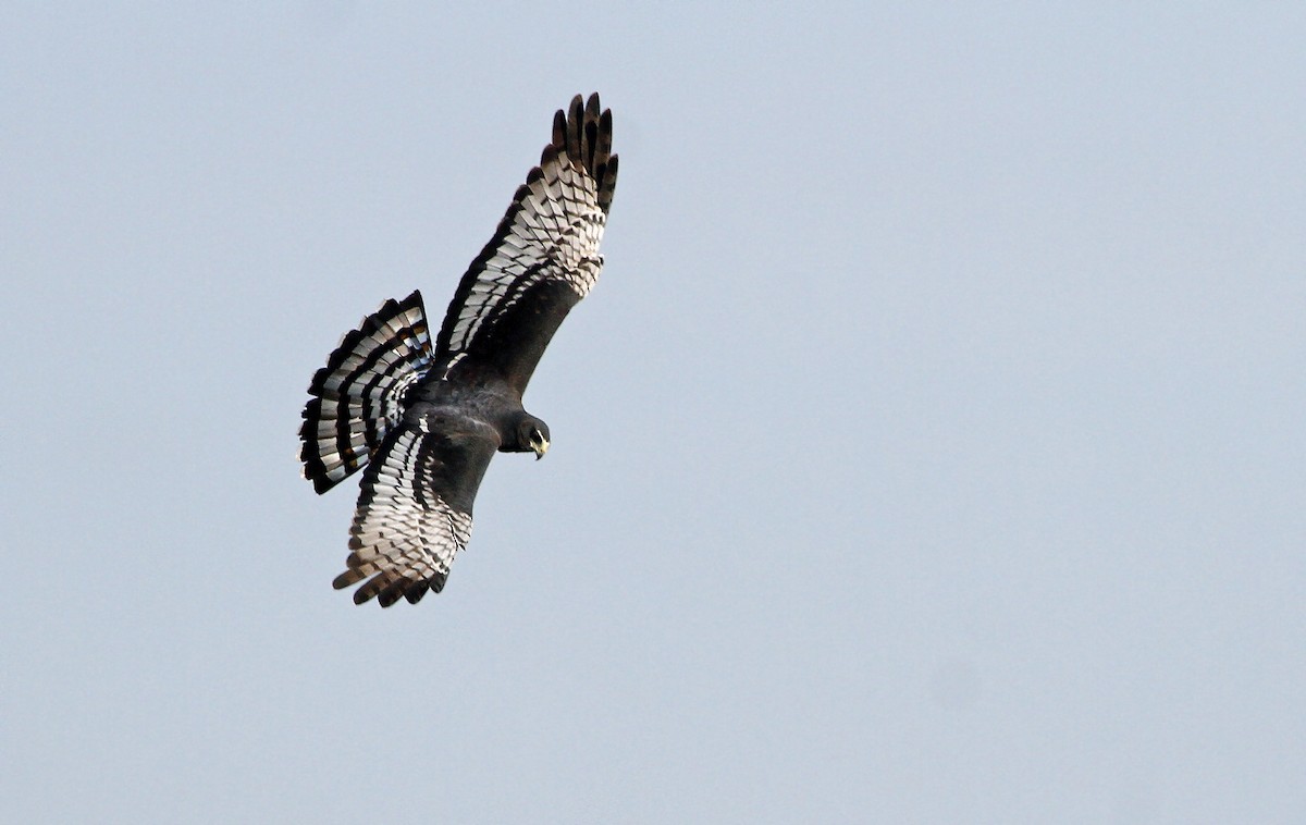Long-winged Harrier - Andrew Spencer