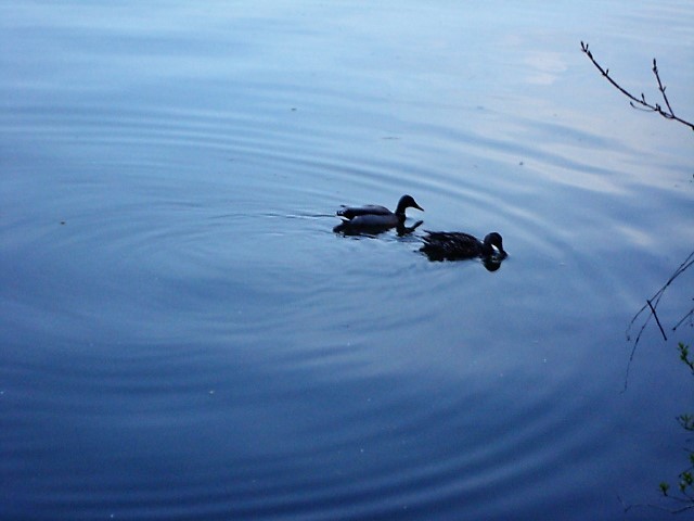 Mallard - ML325168221