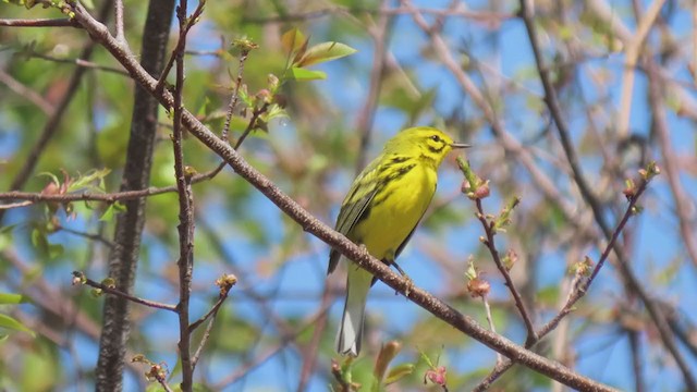 Prairie Warbler - ML325168941