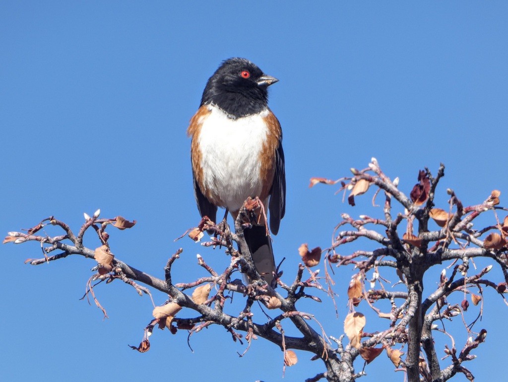 Spotted Towhee - ML325169351