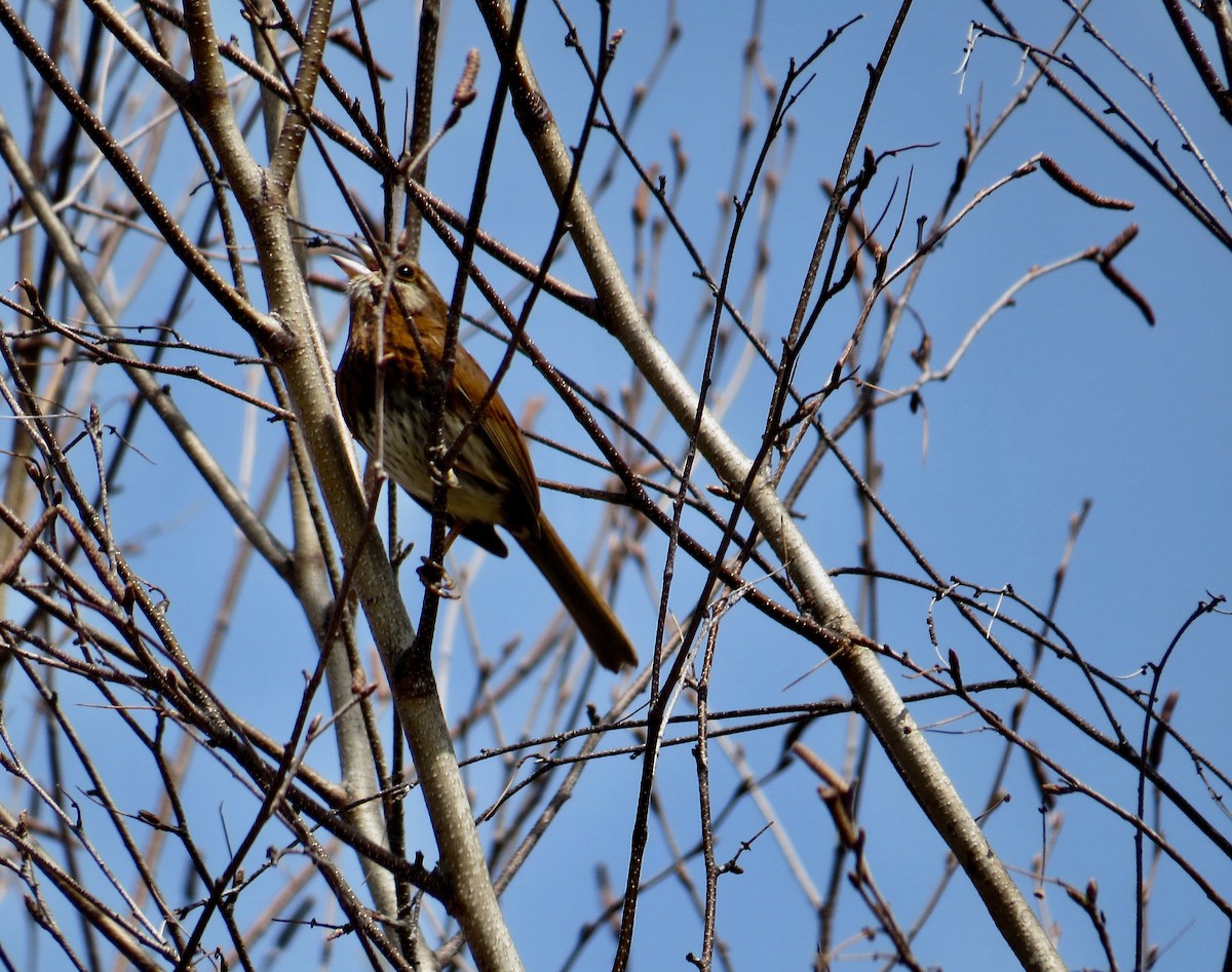 Song Sparrow - ML325171281