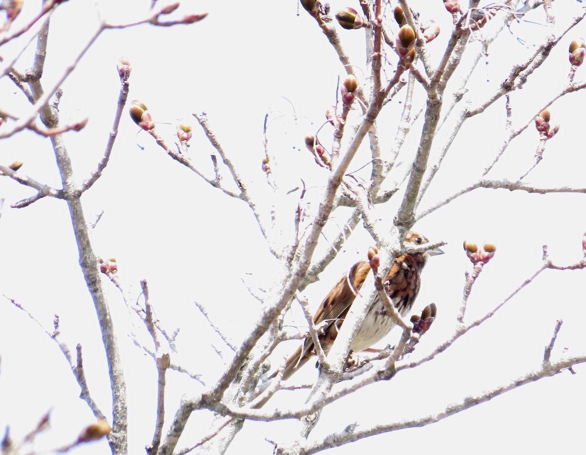 Song Sparrow - Eileen Synnott