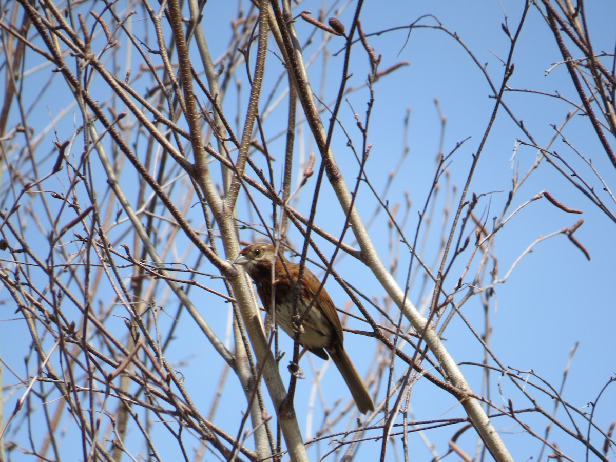 Song Sparrow - Eileen Synnott