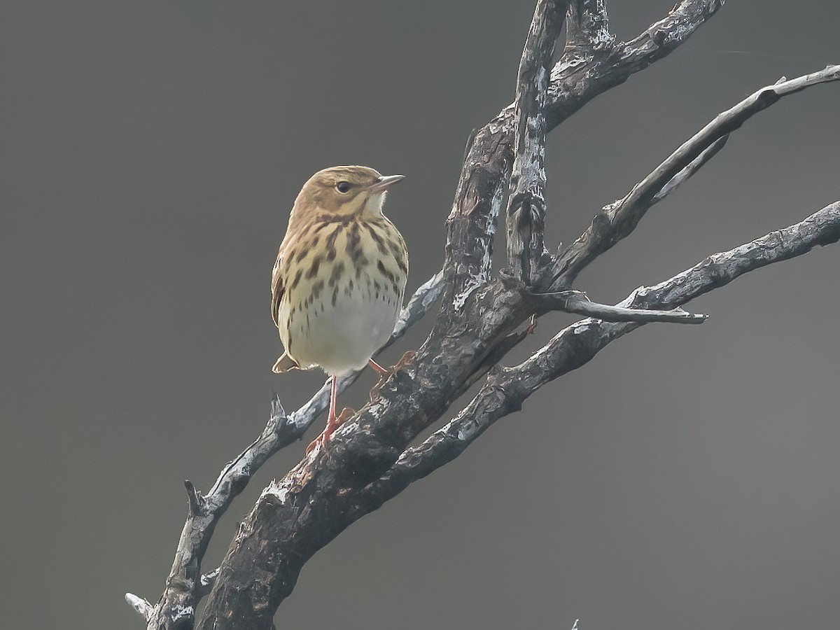 Tree Pipit - ML325171431