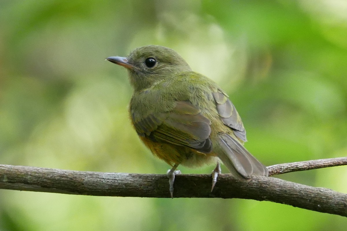 McConnell's Flycatcher - ML325171591