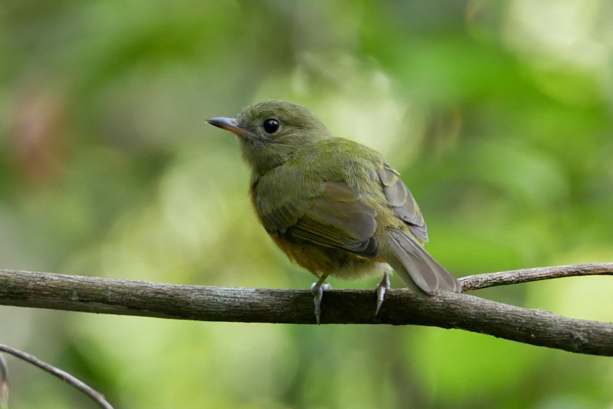 McConnell's Flycatcher - ML325171661