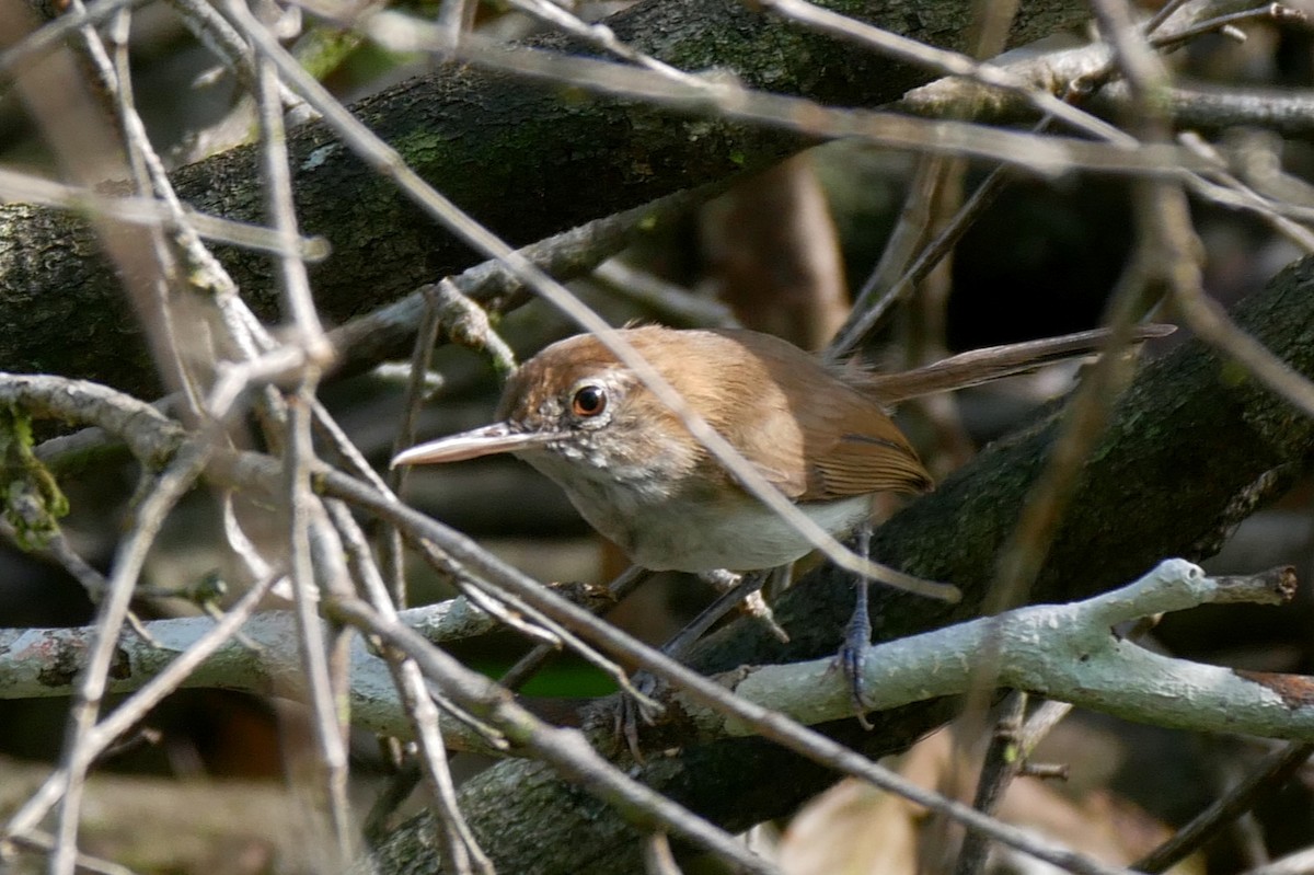 Long-billed Gnatwren - ML325171681