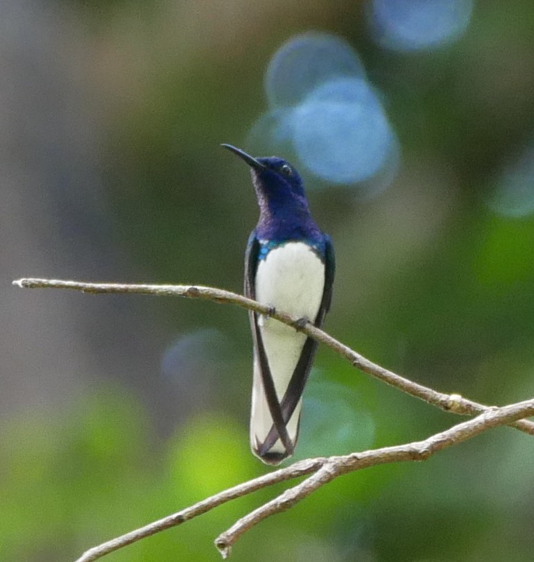 White-necked Jacobin - ML325174531