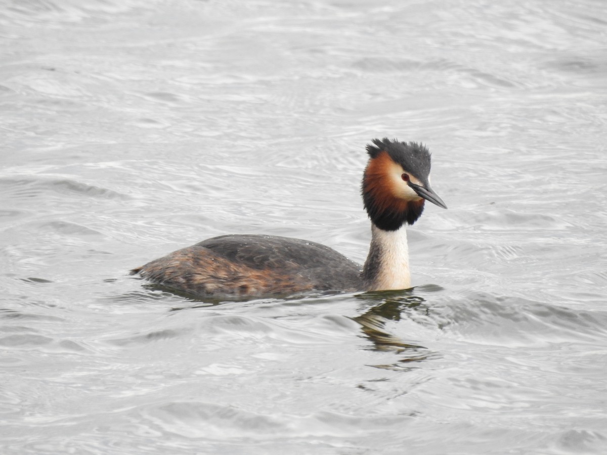 Somormujo Lavanco - ML325175611