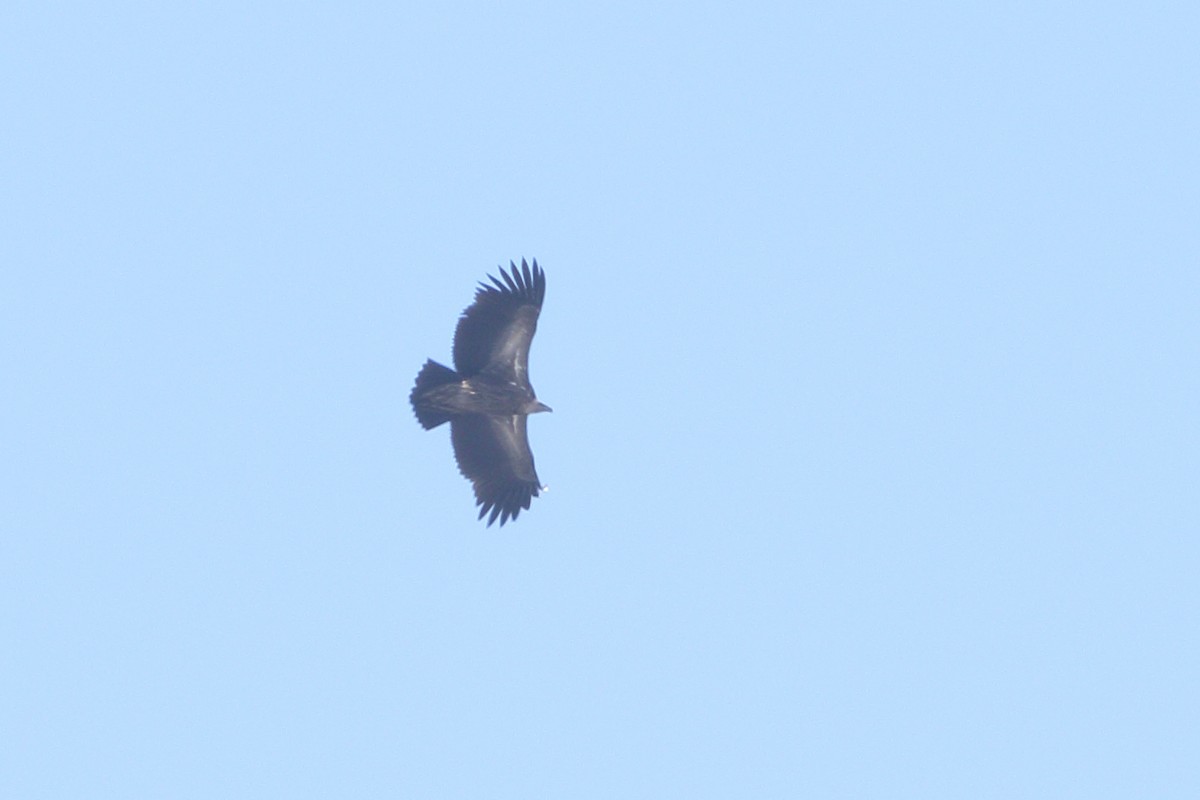 Himalayan Griffon - Dibyendu Ash