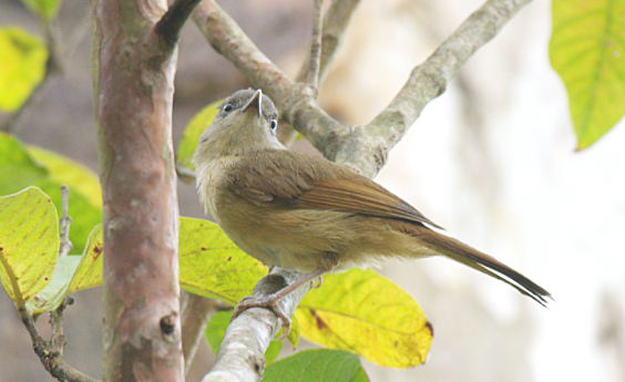 Brown-cheeked Fulvetta - Fareed Mohmed