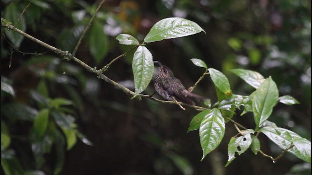 White-tipped Sicklebill - ML325180341