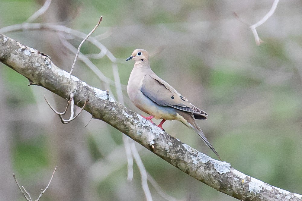 Mourning Dove - ML325180881