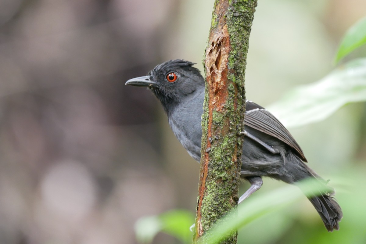 Black-headed Antbird - ML325181021