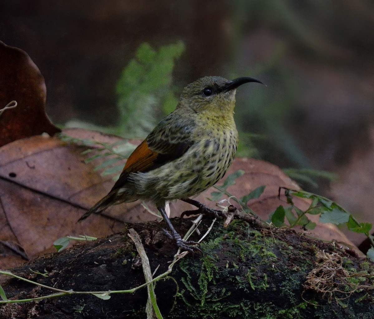 Rufous-winged Sunbird - ML325181761