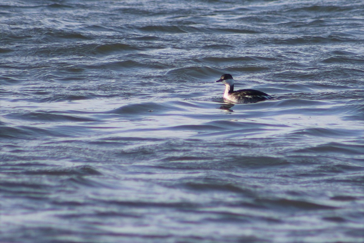 Horned Grebe - Clint Robinson