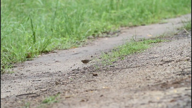 Plain-breasted Ground Dove - ML325186301