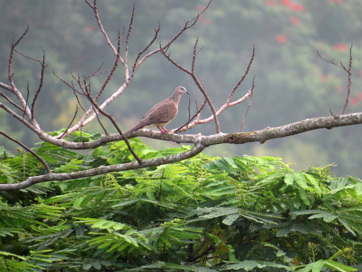 Spotted Dove - ML32518671