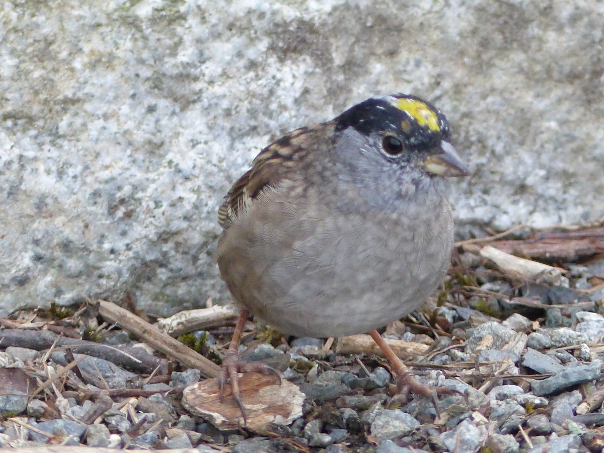 Golden-crowned Sparrow - ML325187131