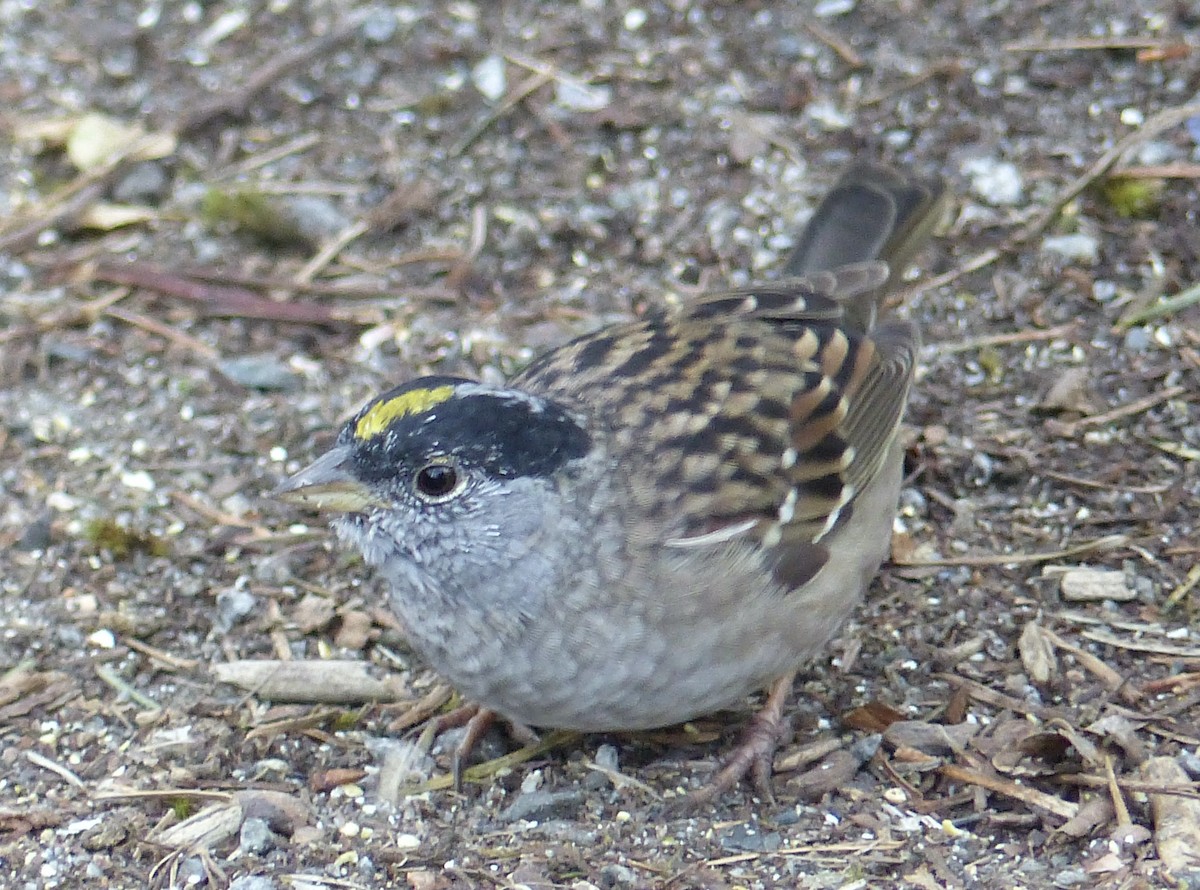 Golden-crowned Sparrow - ML325187151