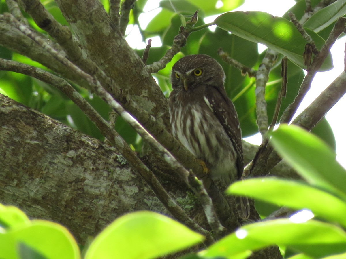 Ferruginous Pygmy-Owl - ML32518761