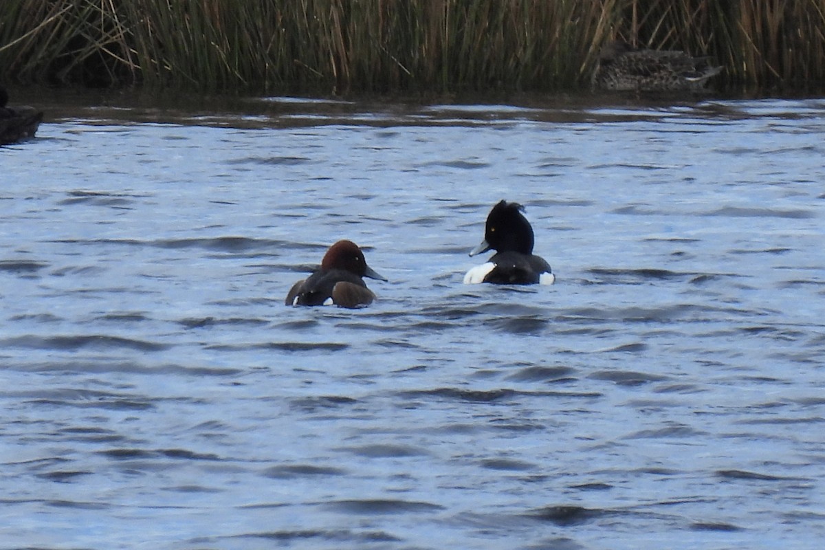 Ferruginous Duck - ML325188051