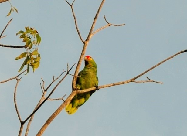 Red-lored Parrot - Jesus Jimenez