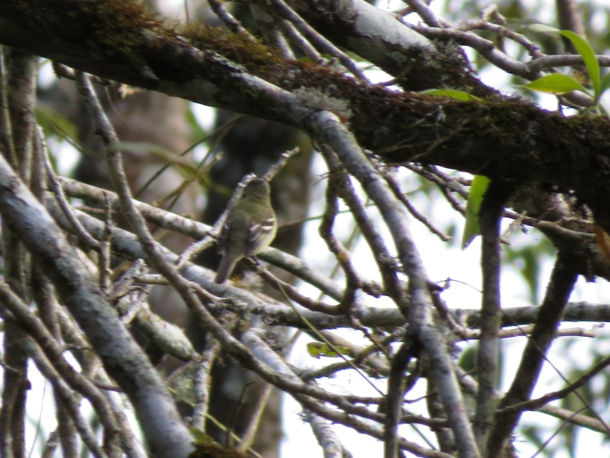 Yellow-bellied Flycatcher - ML32518911