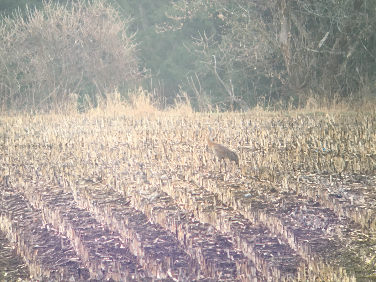 Sandhill Crane - ML325189291