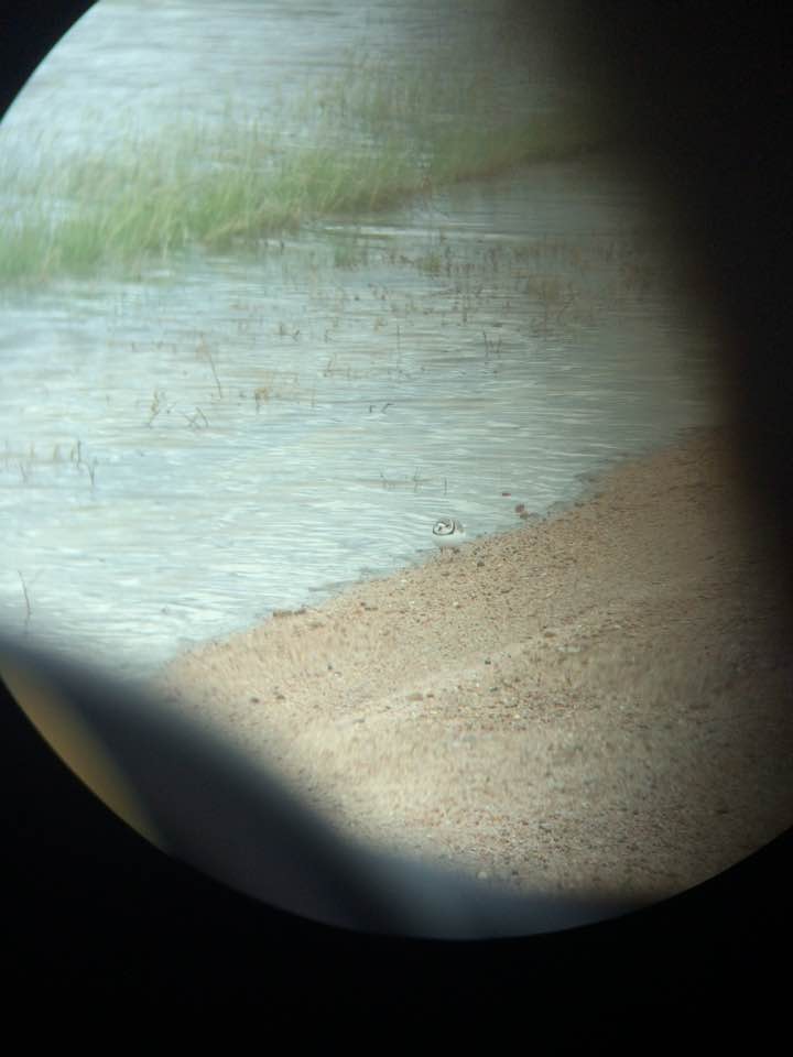 Piping Plover - ML32518931