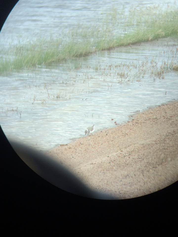 Piping Plover - ML32518961