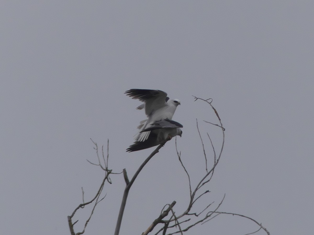 White-tailed Kite - ML325189901