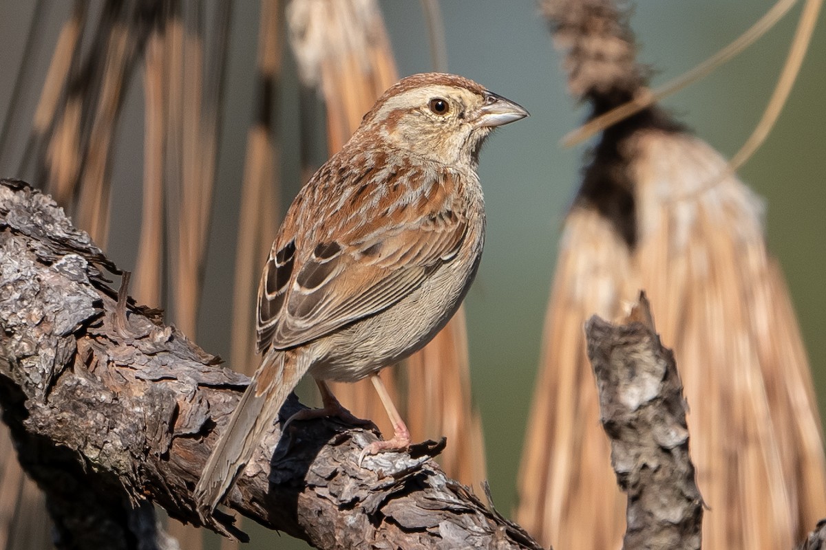 Bachman's Sparrow - Pawel Michalak