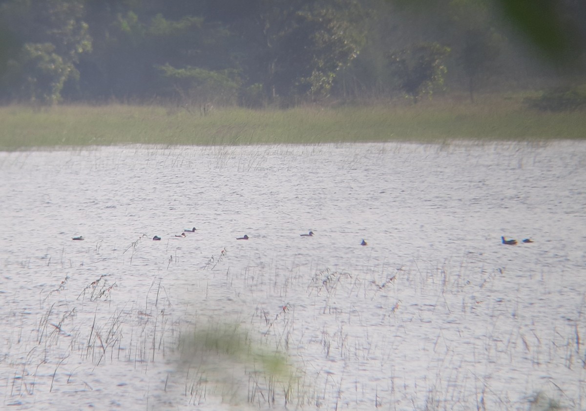 Common Pochard - ML325190521