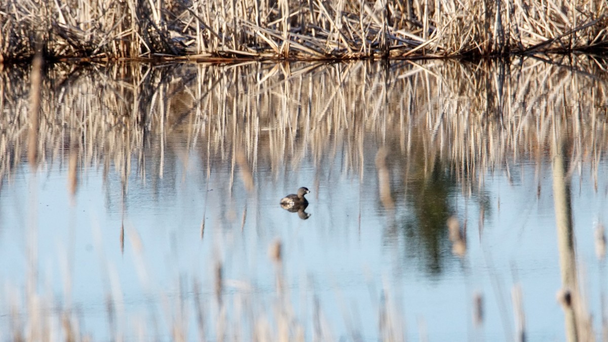 Pied-billed Grebe - ML325191811