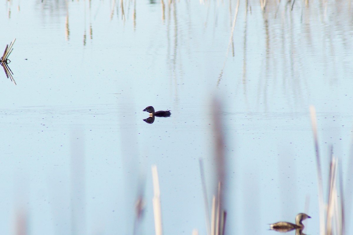 Pied-billed Grebe - ML325191841