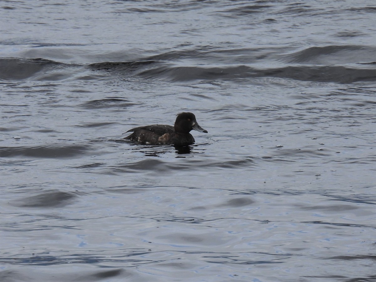 Tufted Duck - ML325192071