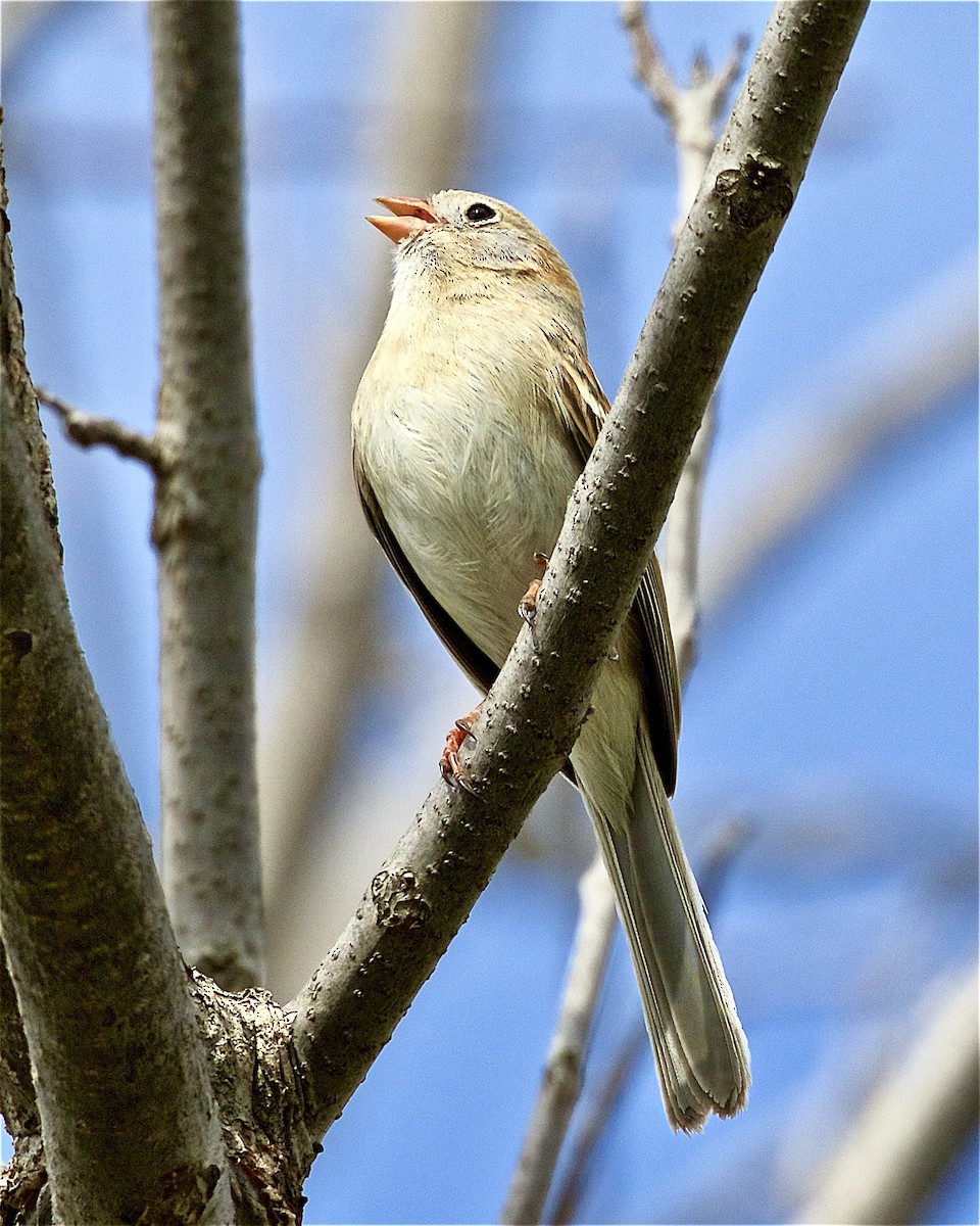 Field Sparrow - ML325192171