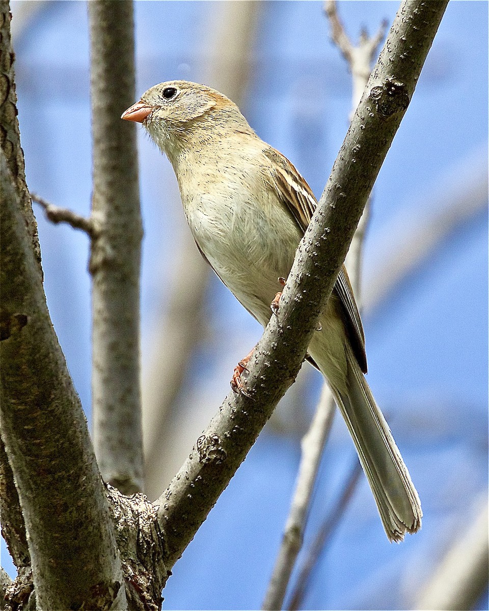 Field Sparrow - ML325192211
