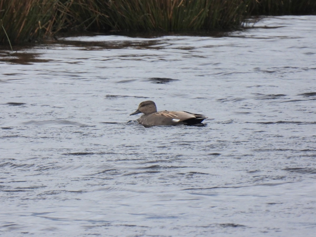 Gadwall - ML325192431