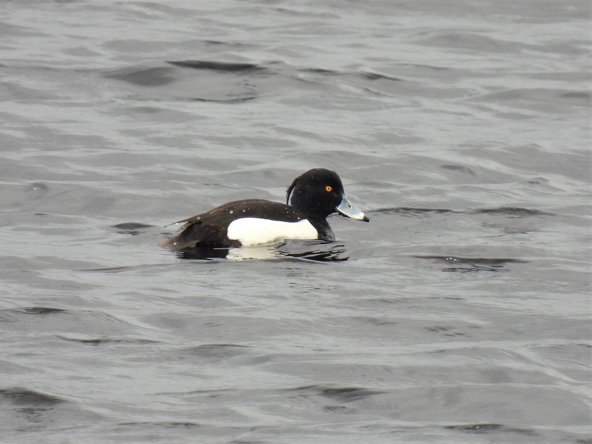 Tufted Duck - ML325193091