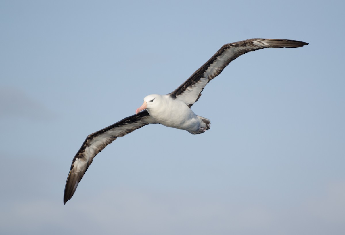 albatros černobrvý - ML325193681