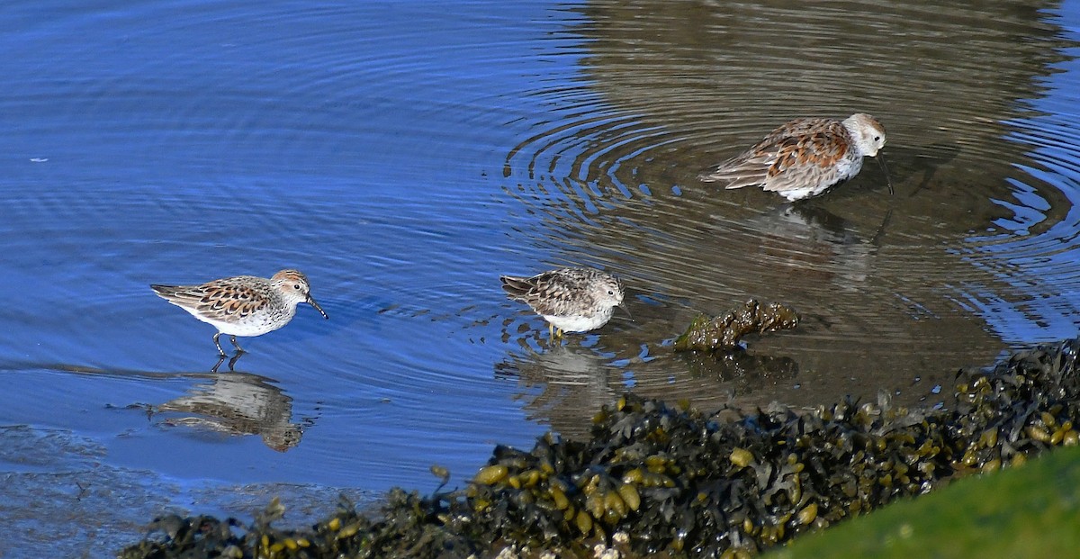 Western Sandpiper - ML325194601