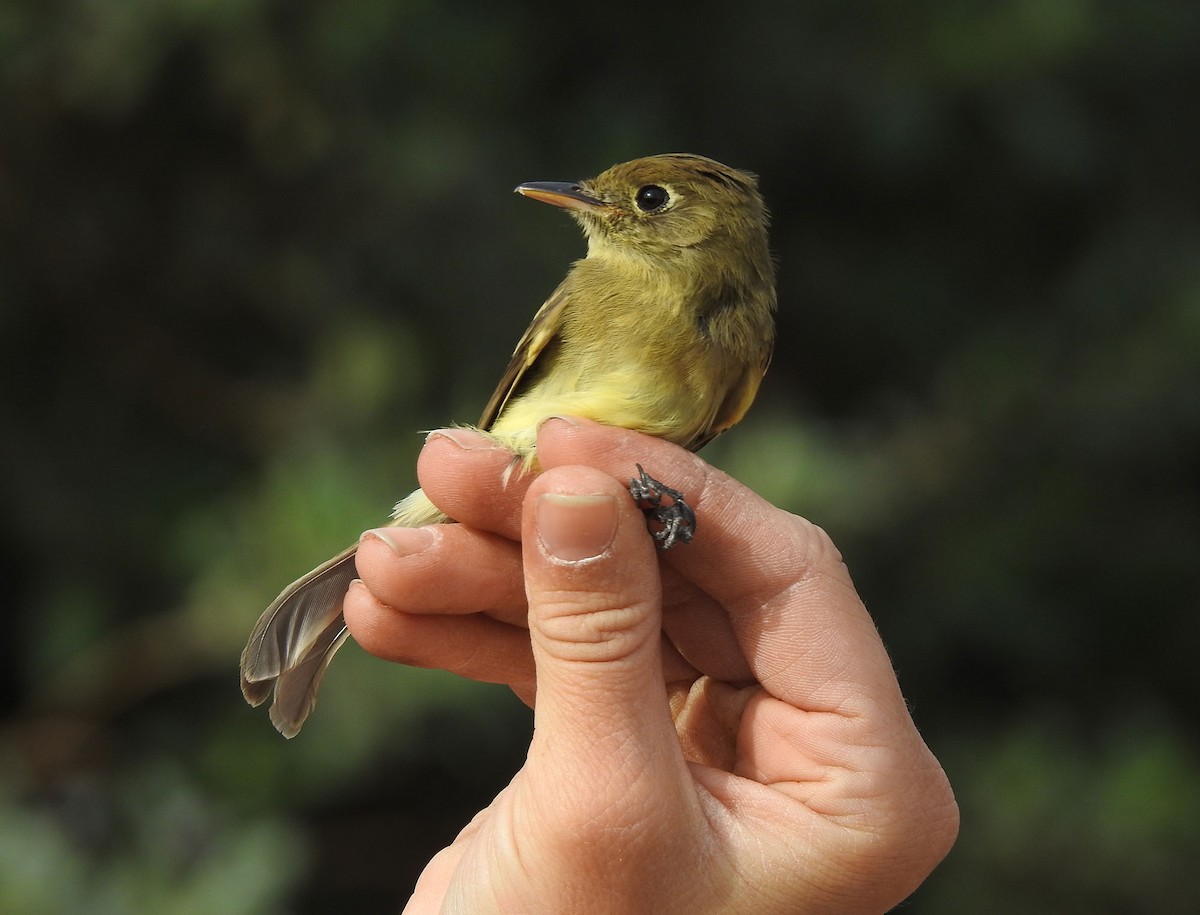 Western Flycatcher (Pacific-slope) - ML325196471