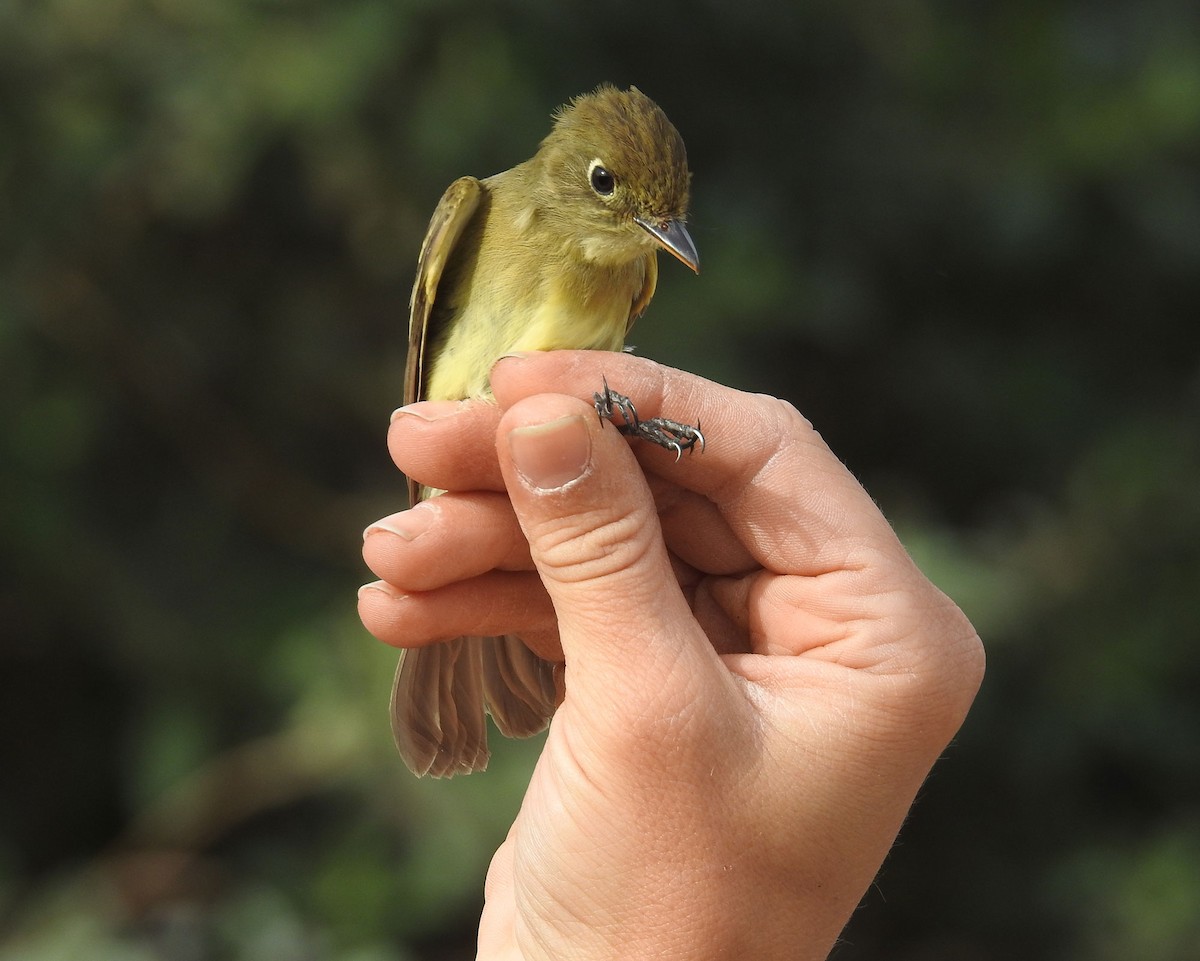 Western Flycatcher (Pacific-slope) - ML325196481