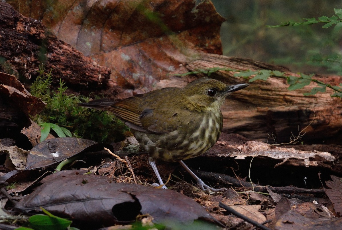 Горный пестрозоб - ML325197891