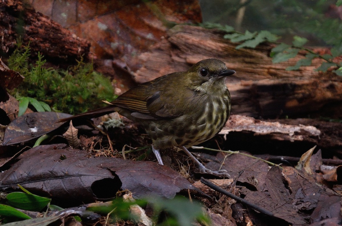 Горный пестрозоб - ML325197931