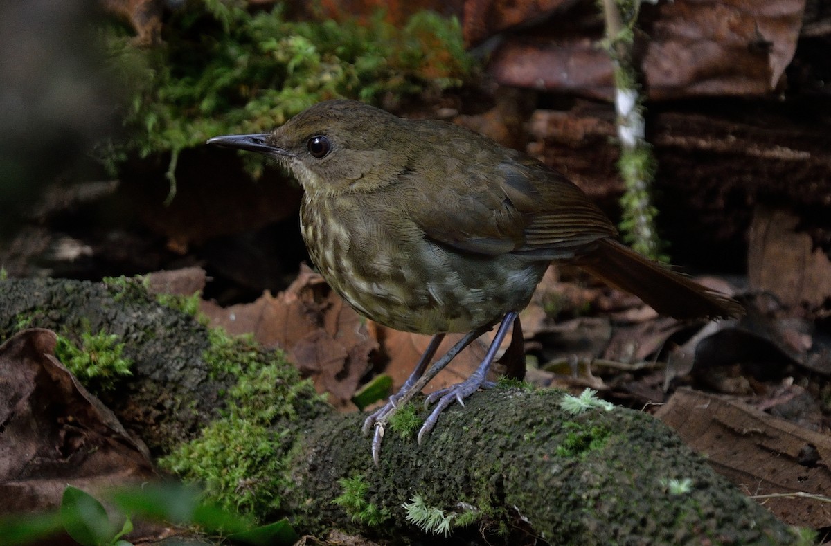 Горный пестрозоб - ML325198091