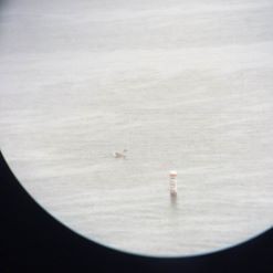 Domestic goose sp. (Domestic type) - David Schneider